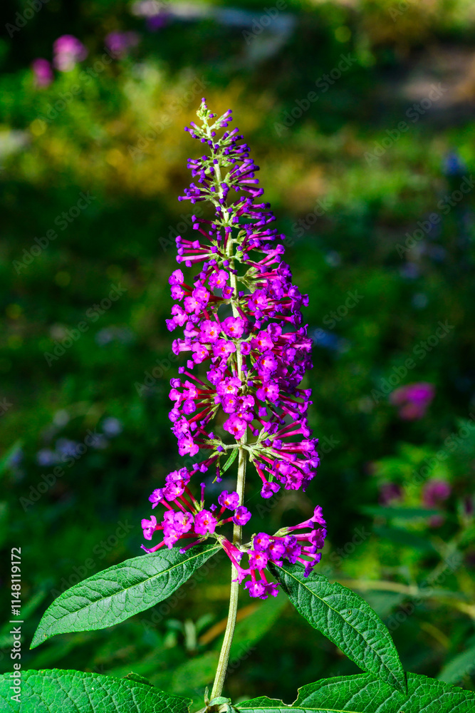 Buddleia davidii - inflorescence with red flowers against the sky in autumn in the garden Buddleia davidii - inflorescence with red flowers against the sky in autumn in the garden