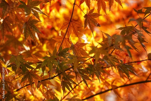Winter solstice Shanghai Park red maple