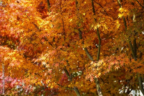 Winter solstice Shanghai Park red maple