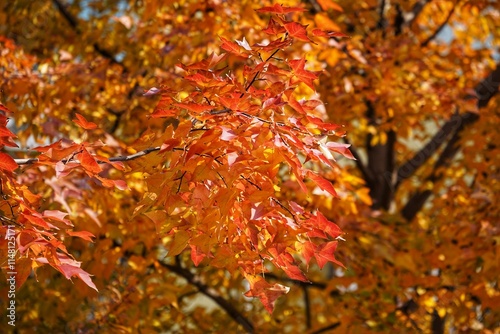 A wall of flaming foliage with a flaming red