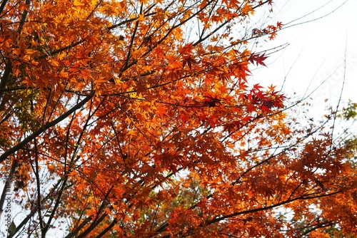Winter solstice Shanghai Park red maple
