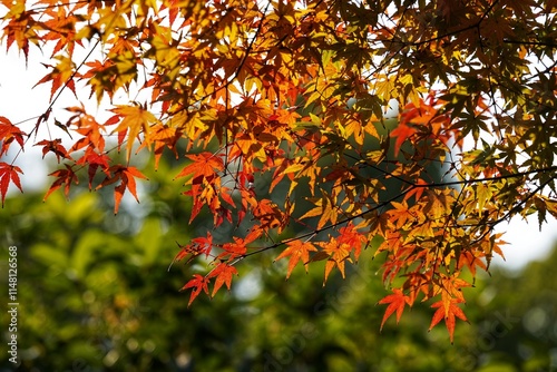 Winter solstice Shanghai Park red maple