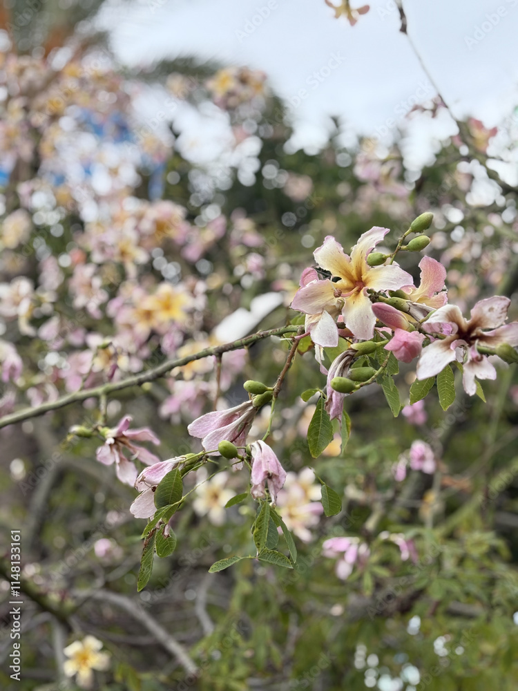 flowers on exotic tree postcard background. High quality photo flowers on exotic tree postcard background. High quality photo