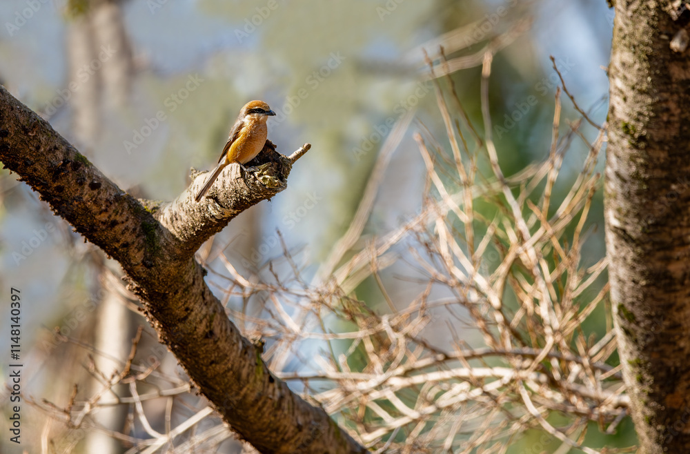 Ox-Headed Shrike (Lanius bucephalus) on a tree branch