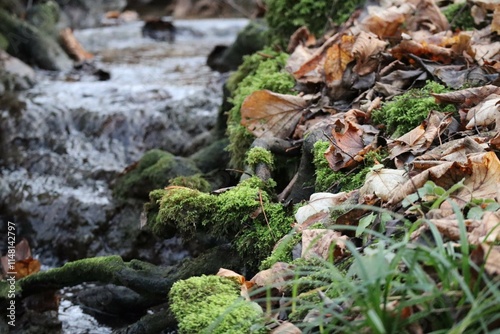 Stream in snowless Winter photo