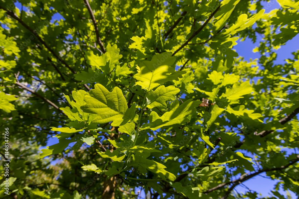 oak leaves in spring with blue sky oak leaves in spring with blue sky