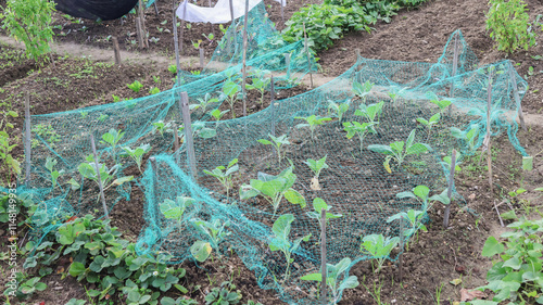 Bilde på lerret Protecting cabbage seedlings with bird netting in vegetable garden