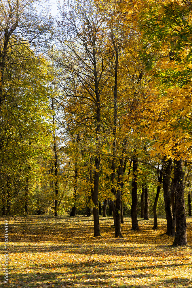 Naklejka premium landscape in the park with yellowing maple foliage in sunny weather