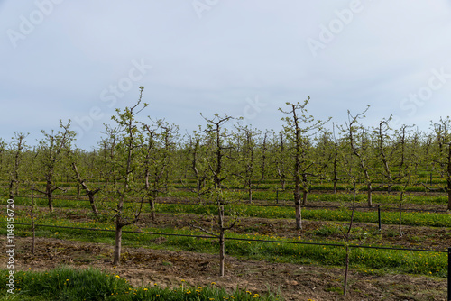 growing apples and other fruits on an industrial scale