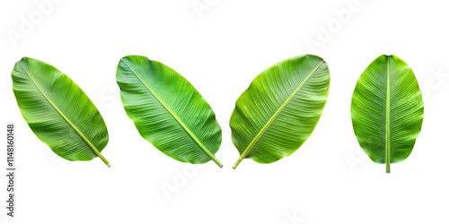 Green banana leaf with various design isolated on transparent background 