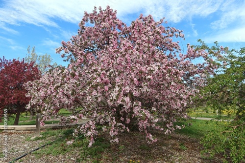 Pink Bechtel Crabapple flowers, Colorado photo