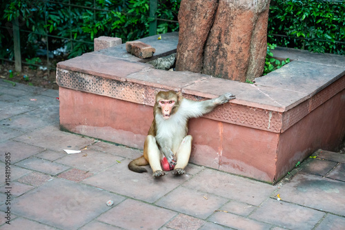 Affe mit dicken, roten Eiern, schaut aggressiv in die Kamera und sitzt an einer Mauer an einem Baum am Taj Mahal  photo