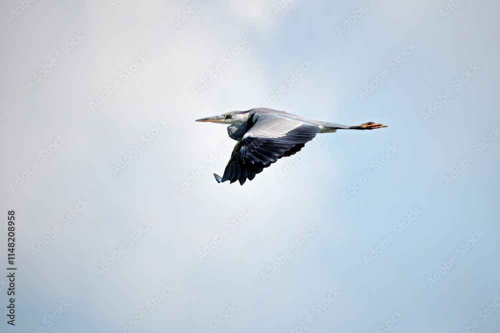 Obraz premium Graureiher ( Ardea cinerea ).
