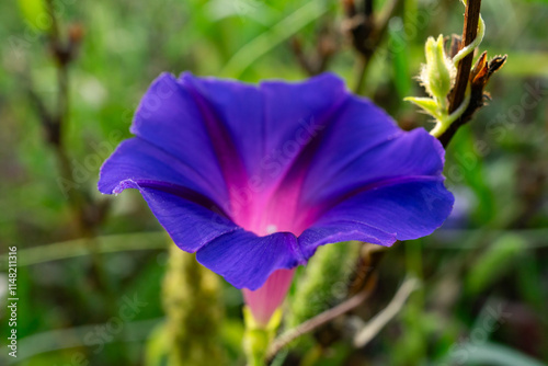 Beautiful purple morning glory flower blooming in a lush garden setting photo