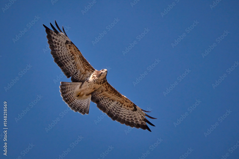 Fototapeta premium Mäusebussard ( Buteo buteo ).