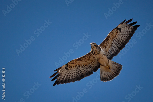 Mäusebussard ( Buteo buteo ).