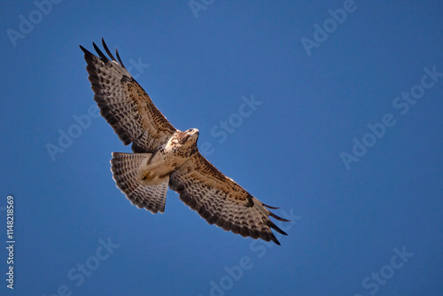 Mäusebussard ( Buteo buteo ). photo