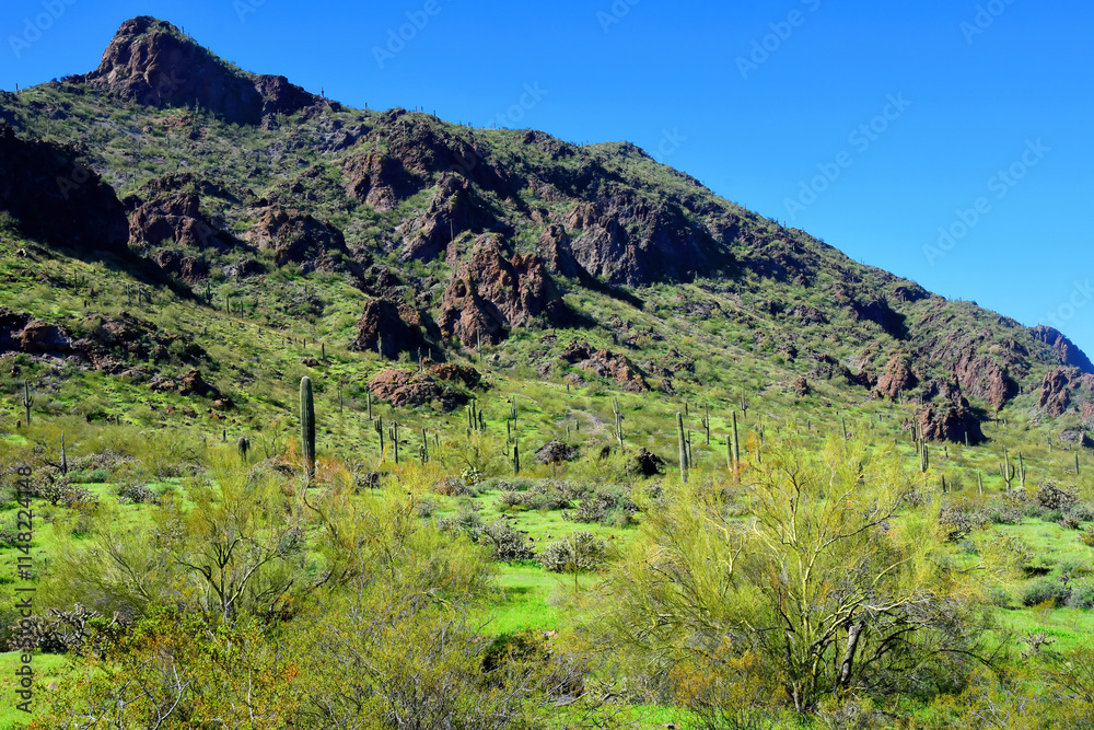 Naklejka premium Sonora Desert Arizona Picacho Peak State Park