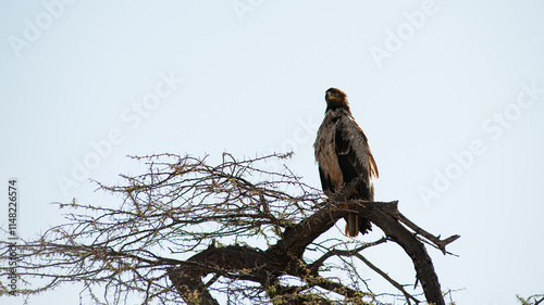 eagle on the tree in the Masai Mara