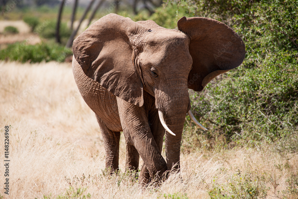 Obraz premium Elephant