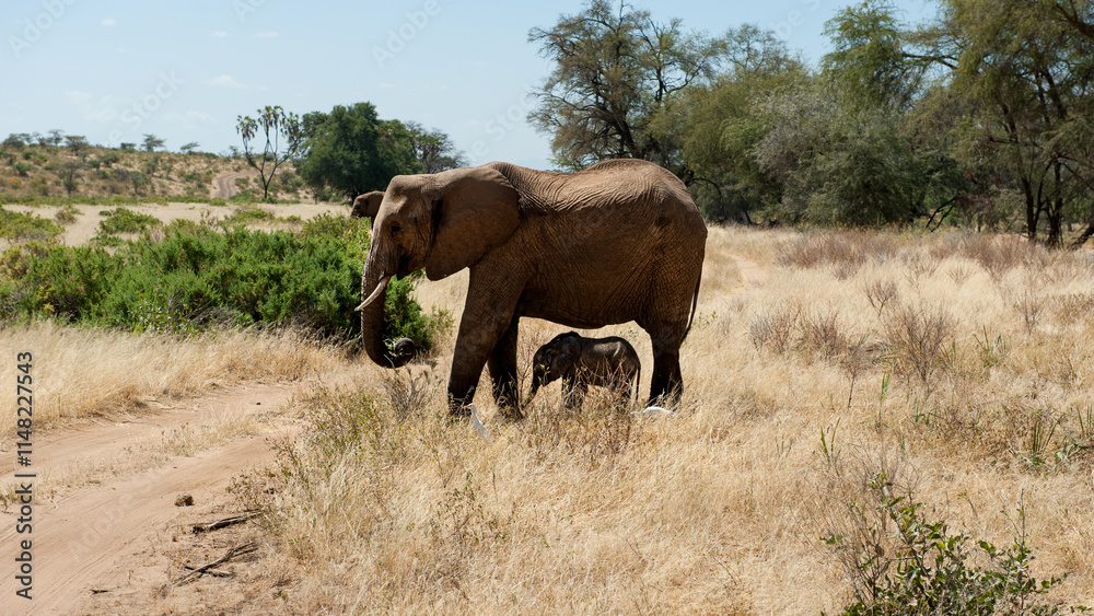 Fototapeta premium elephant in the wild