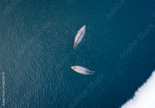 Aerial top down view of 2 fat spotted seals floating on the clear azure sea water. Cute wild animal in natural environment. photo