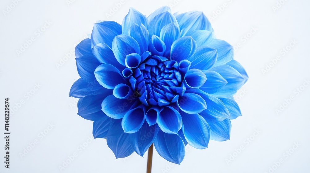 Obraz premium Stunning Blue Flower with Velvety Petals Showcases Nature's Beauty and Elegance in a Vibrant and Eye-Catching Display, Perfect for Floral and Natural Themes