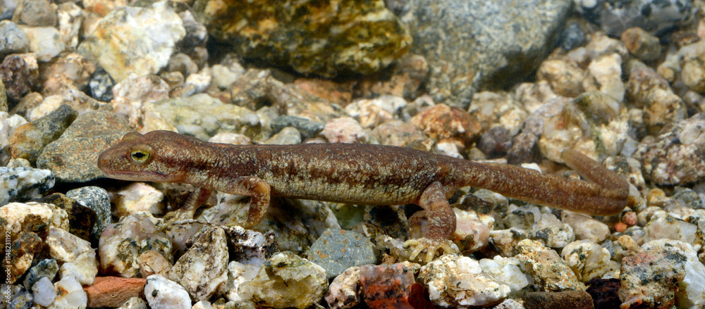 Fototapeta premium Korsischer Gebirgsmolch // Euprocte corse // Corsican brook salamander (Euproctus montanus) - Korsika, Frankreich