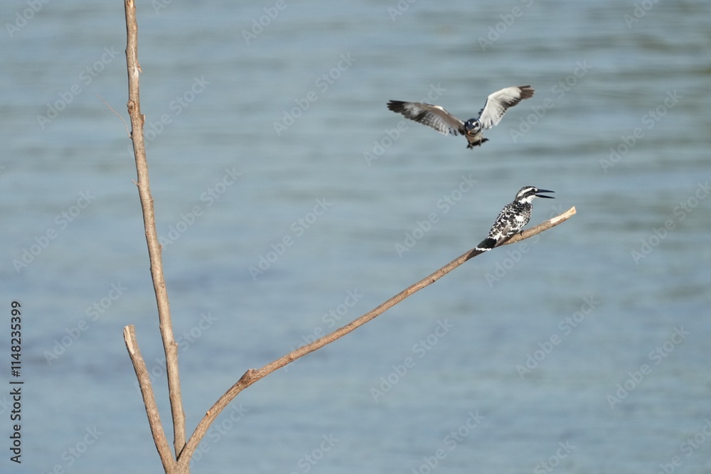 Pictures of birds living in nature Pictures of birds living in nature