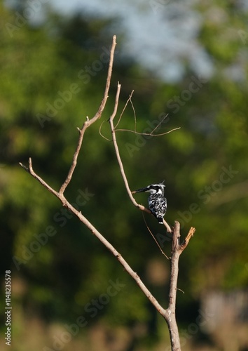 Photography Pictures of birds living in nature