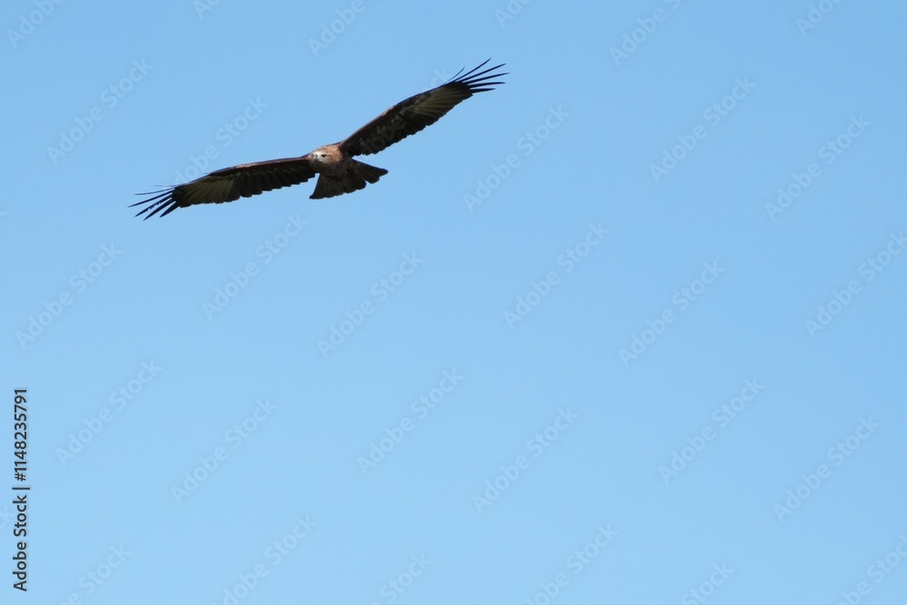 Obraz premium Pictures of birds living in nature