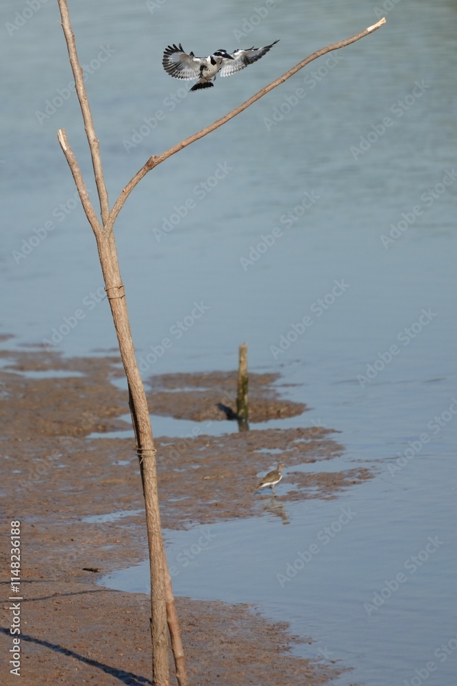 Pictures of birds living in nature Pictures of birds living in nature