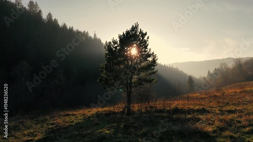 Lone tree in a sunlit meadow with dramatic forested hills at sunrise. Tree in sunlit meadow at sunrise