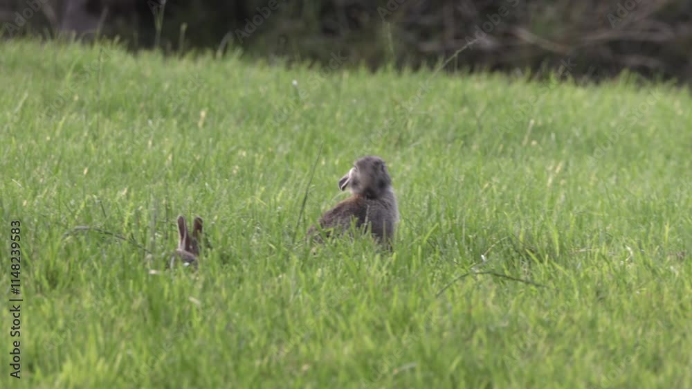 Brown rabbits are camouflaged within a field of tall green grass. Brown rabbits are camouflaged within a field of tall green grass.