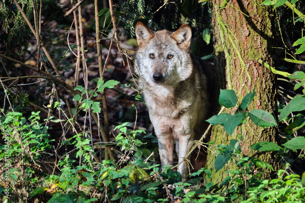 Obraz premium Europäischer Wolf ( Canis lupus ).