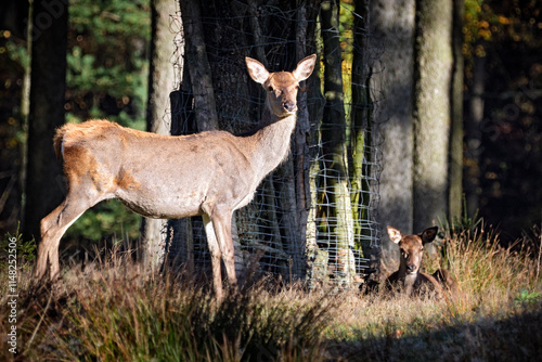Fototapeta Naklejka Na Ścianę i Meble -  Rothirsch ( Cervus elaphus ).