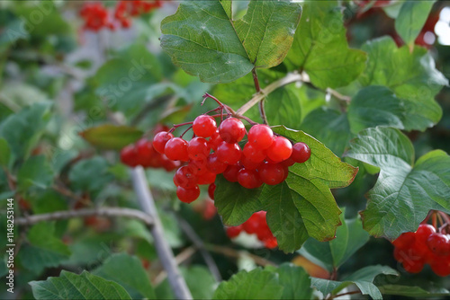 Red viburnum in Pirogovo Park, Kyiv, Ukraine