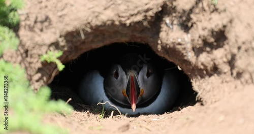 A Puffin in its burrow turning its hear from one side to another