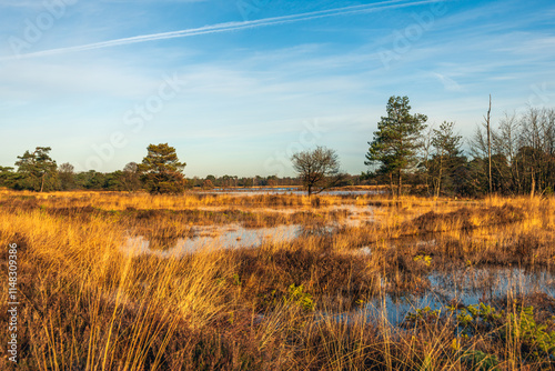 Landscape with heather plants and yellowed purple moor-grass in the autumn season. The nature reserve is full of puddles of water after the heavy rainfall of the last few days.