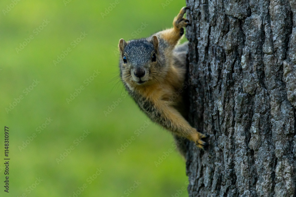 Naklejka premium Squirrel on a tree staring at photographer