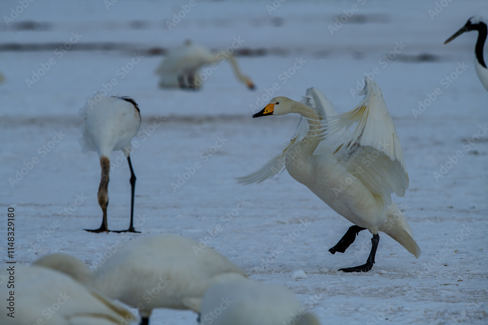 Swan birds (Cygnus cygnus) at Lake Kussharo in Hokkaido, Japan.
