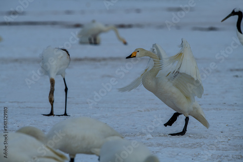 Obraz na płótnie Swan birds (Cygnus cygnus) at Lake Kussharo in Hokkaido, Japan. w salonie