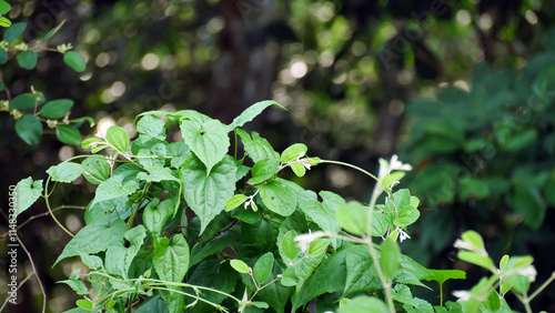 Background of leaves in the forest