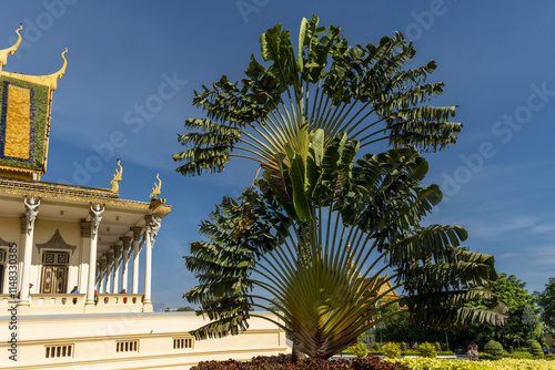 Ravenala madagascariensis, commonly known as the traveller's tree, traveller's palm or East-West palm, is a species of monocotyledonous inside the Royal Palace in Phnom Penh, Cambodia