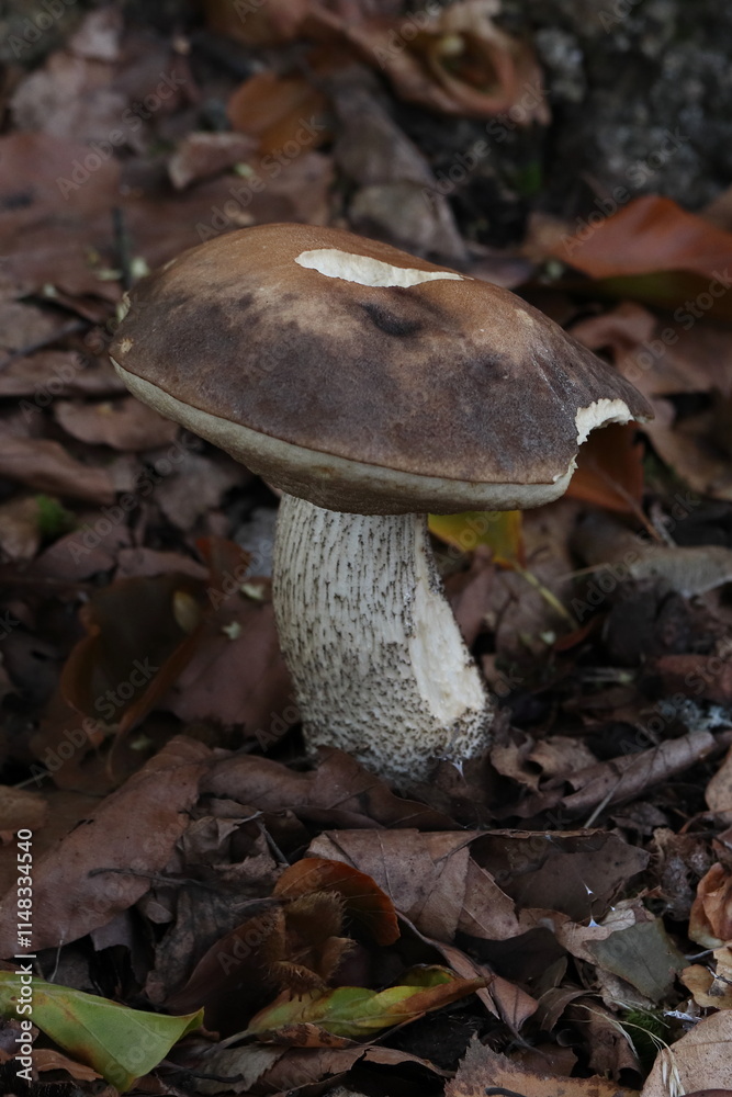 Fototapeta premium Leccinum scabrum, brown edible fungus in leaves
