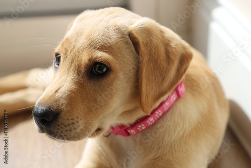 A labrador puppy