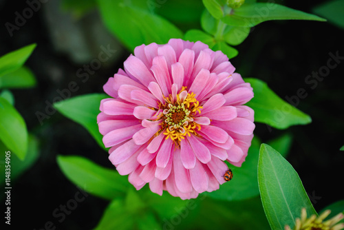 beauty zinnia flower blossom in garden photo