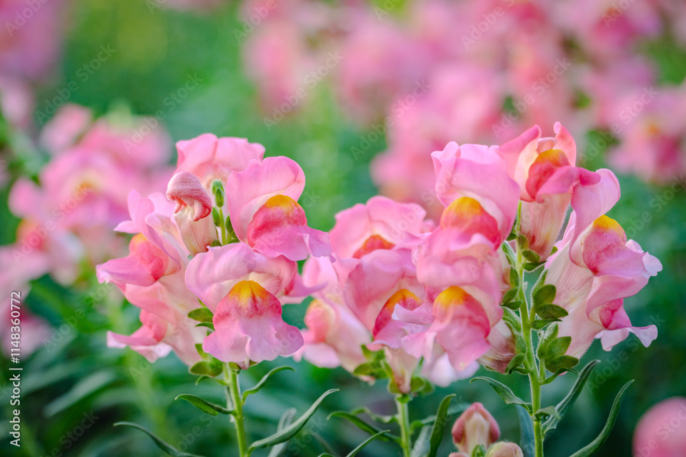 pink dragon flowers or antirrhinum flowers blooming in spring garden pink dragon flowers or antirrhinum flowers blooming in spring garden