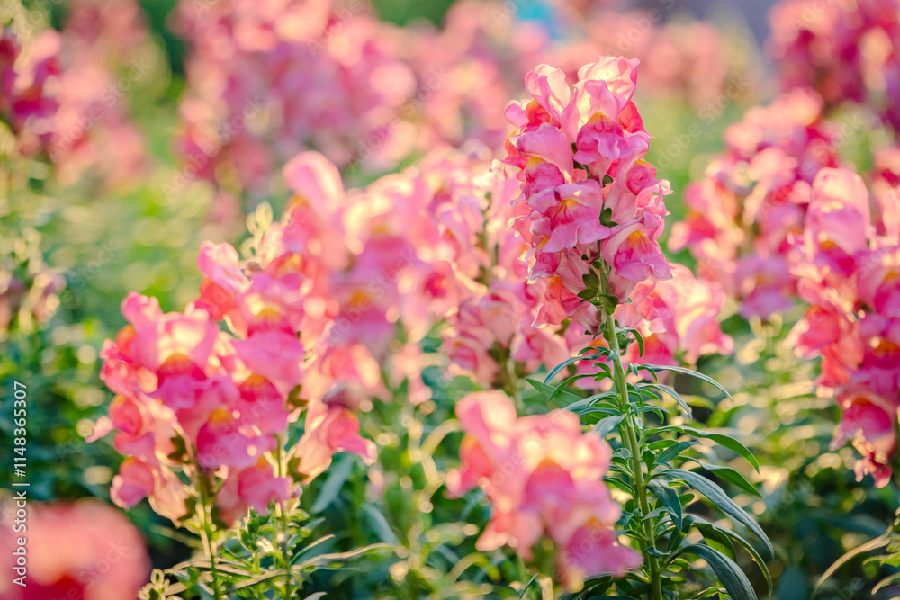 pink dragon flowers or antirrhinum flowers blooming in spring garden pink dragon flowers or antirrhinum flowers blooming in spring garden