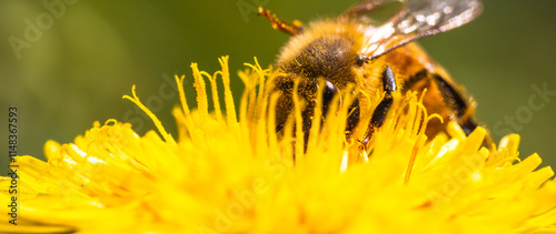 Honey bee covered with yellow pollen collecting nectar from dandelion flower.